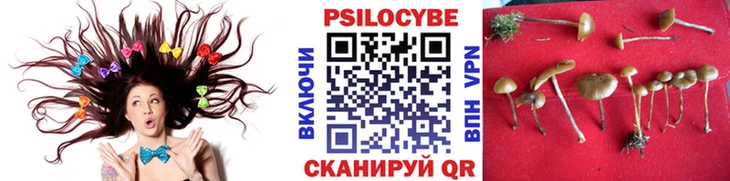 Купить где  Буйнакск  Псилоцибиновые грибы Psilocybe 